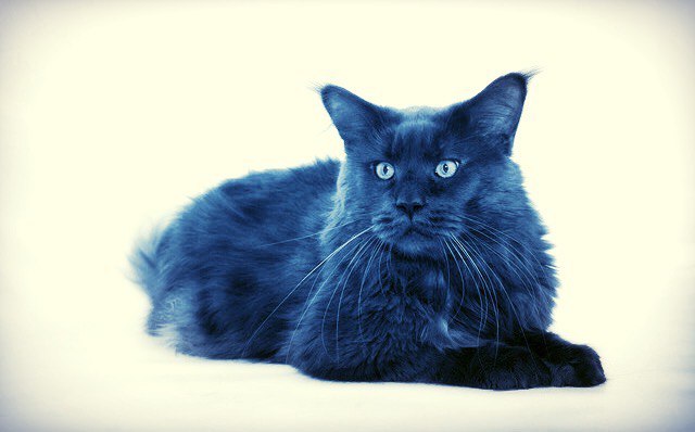 Herzlich Willkommen Bengalkater Leo