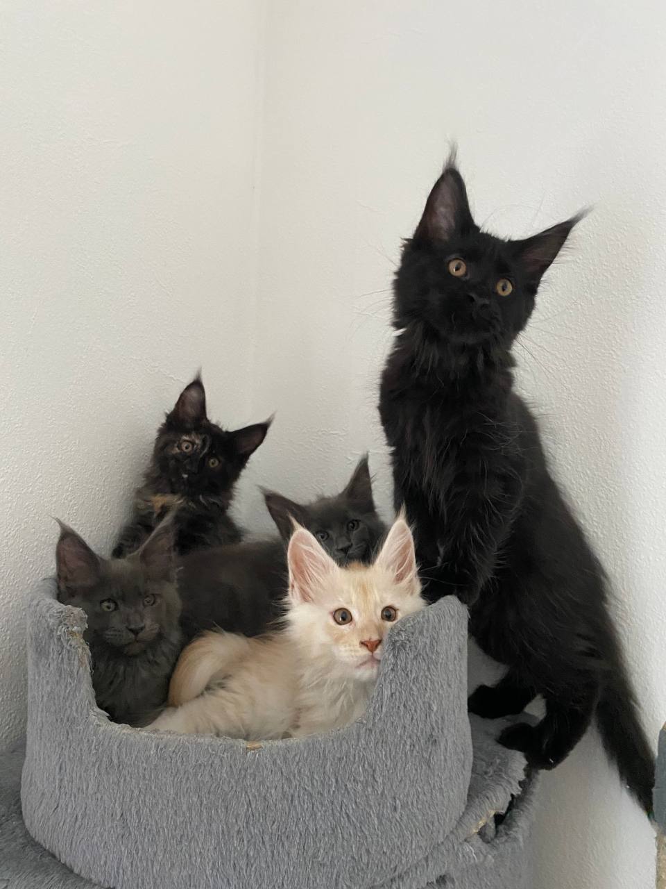 Reinrassige Snow Bengal Kitten zu verkaufen