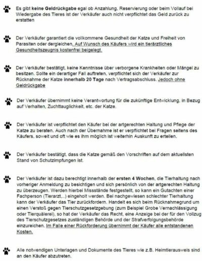 Informationen zum Kitten Verkauf 1