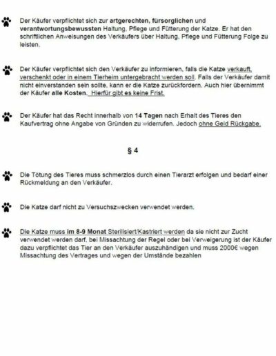 Informationen zum Kitten Verkauf 2