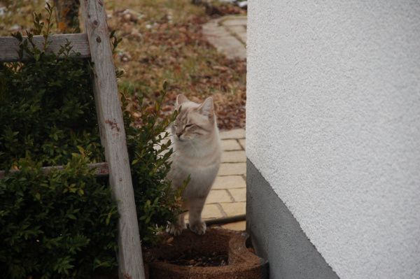 Bengal Kater Cosmo “Ich bin nicht Faul, nur motiviert nichts mehr zu tun“