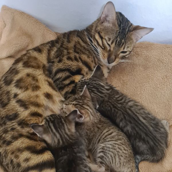 AUFGEPASST wir haben Siam Bengal Mix Kätzchen