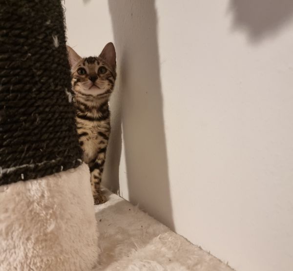 3 Kitten suchen noch ein neues Zuhause!!!