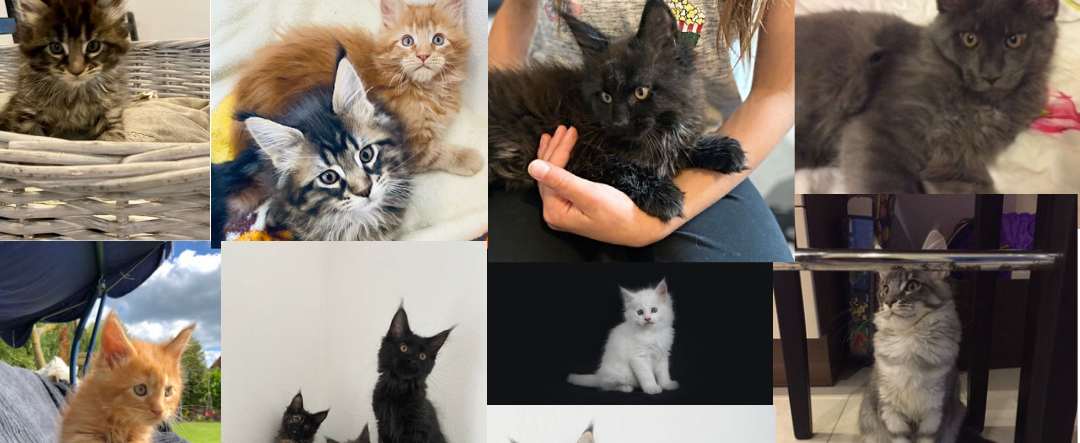 kitten001-slider-24-08-2020