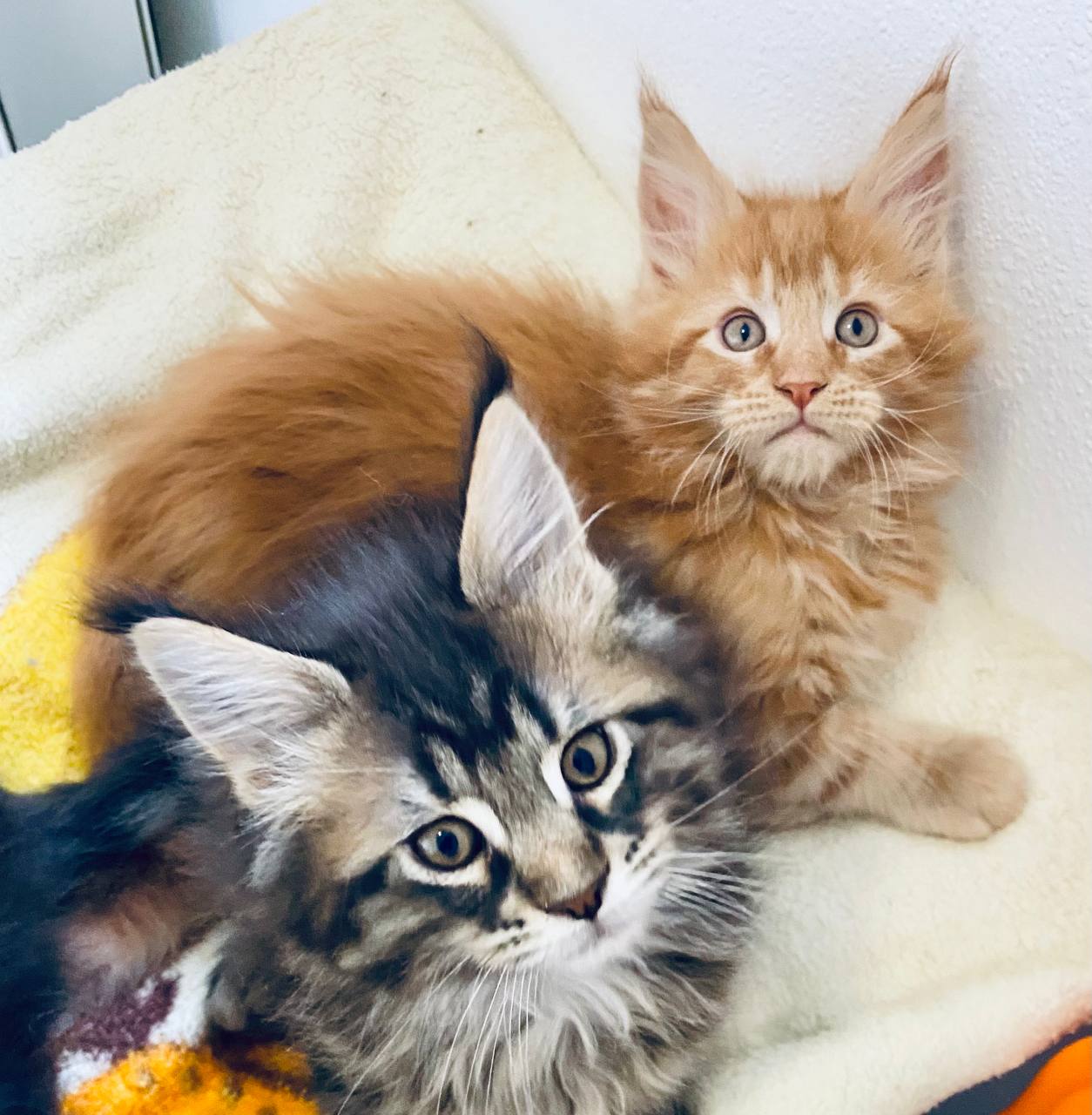 3 Kitten suchen noch ein neues Zuhause!!!