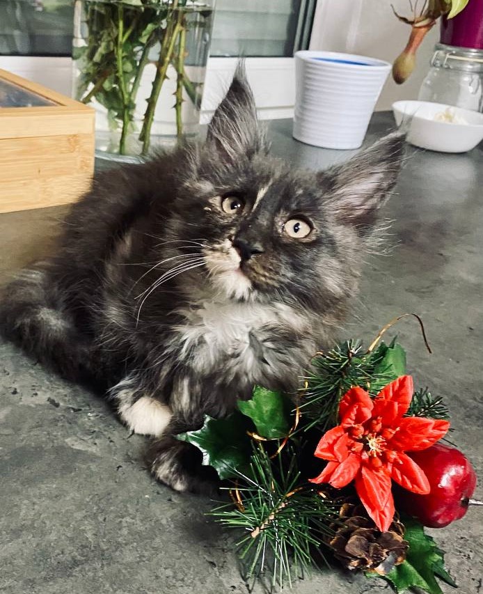 kitten001-04-08-2020